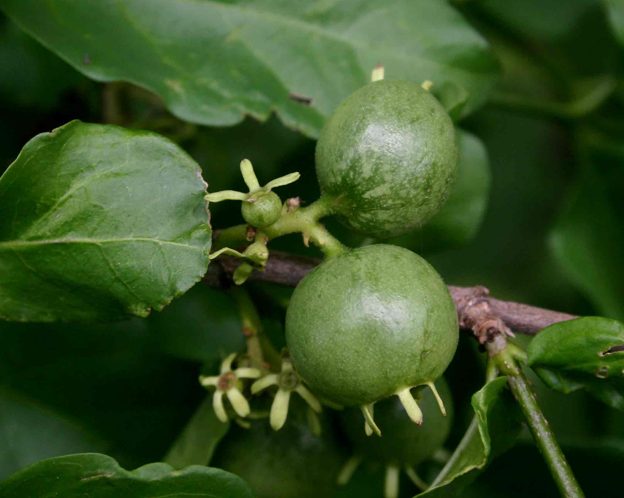 Vangueria randii subsp. randii
