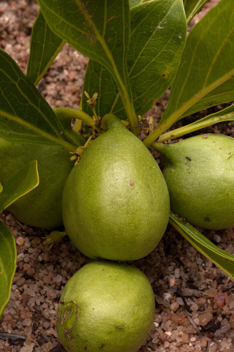 Pygmaeothamnus zeyheri var. zeyheri