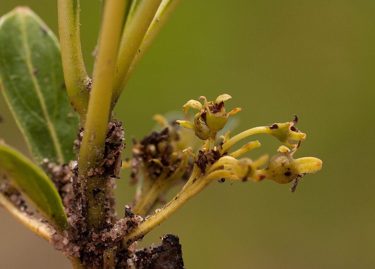 Pygmaeothamnus zeyheri var. zeyheri