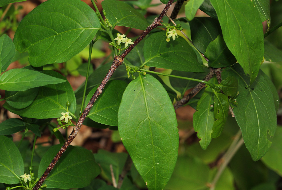 Rytigynia umbellulata