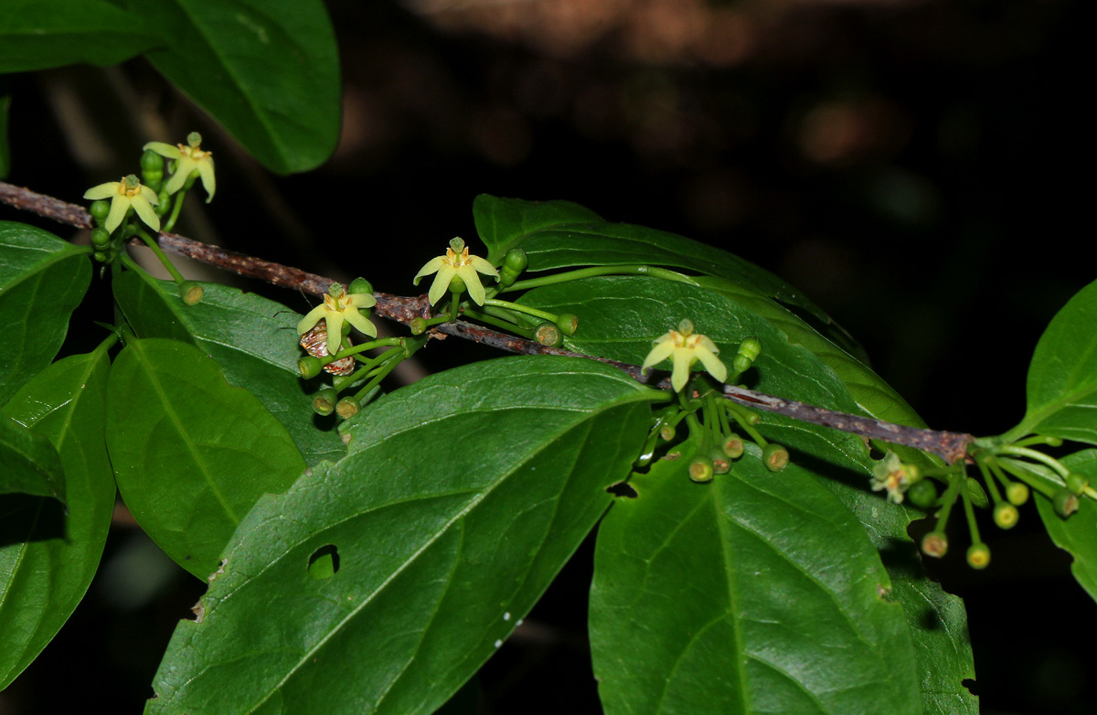 Rytigynia umbellulata
