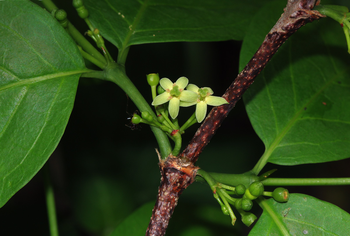 Rytigynia umbellulata