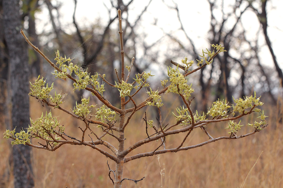 Vangueriopsis lanciflora
