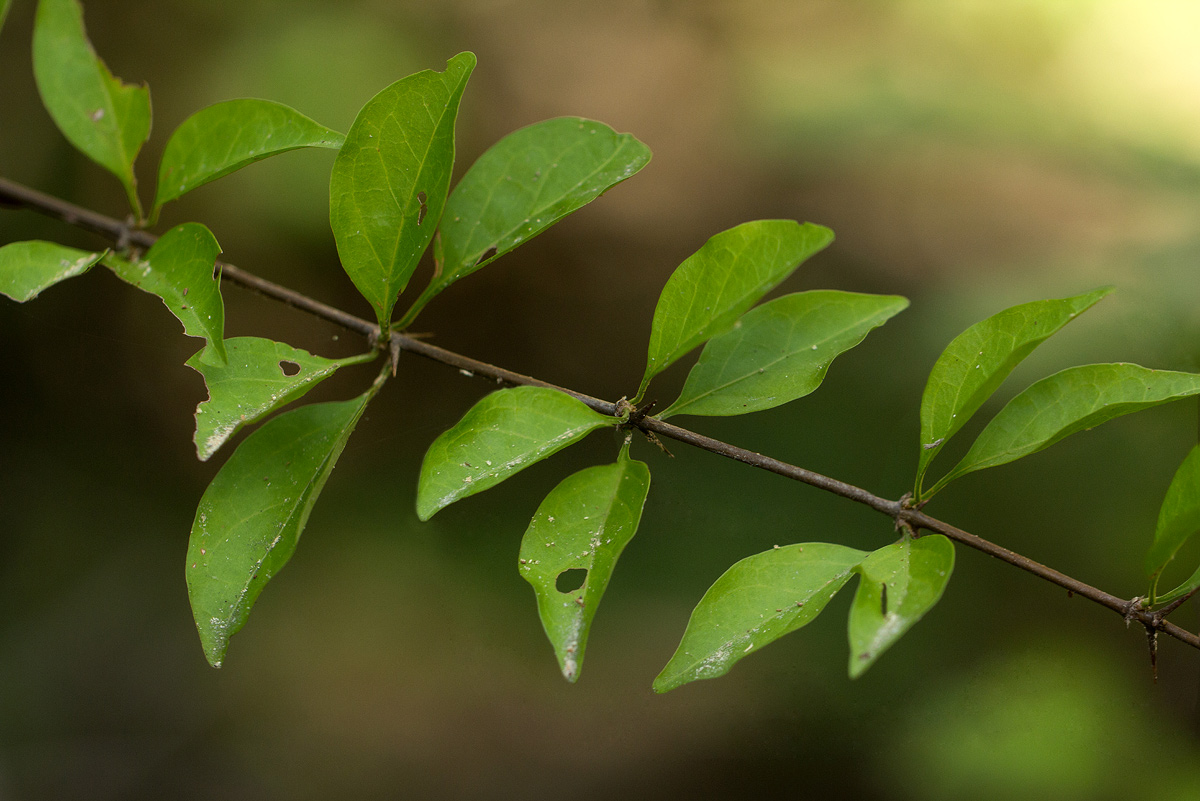 Canthium glaucum subsp. frangula var. frangula