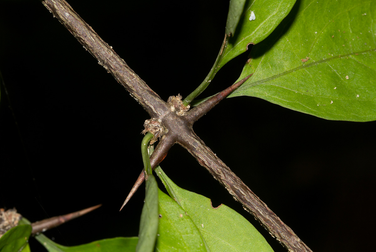 Canthium glaucum subsp. frangula var. frangula