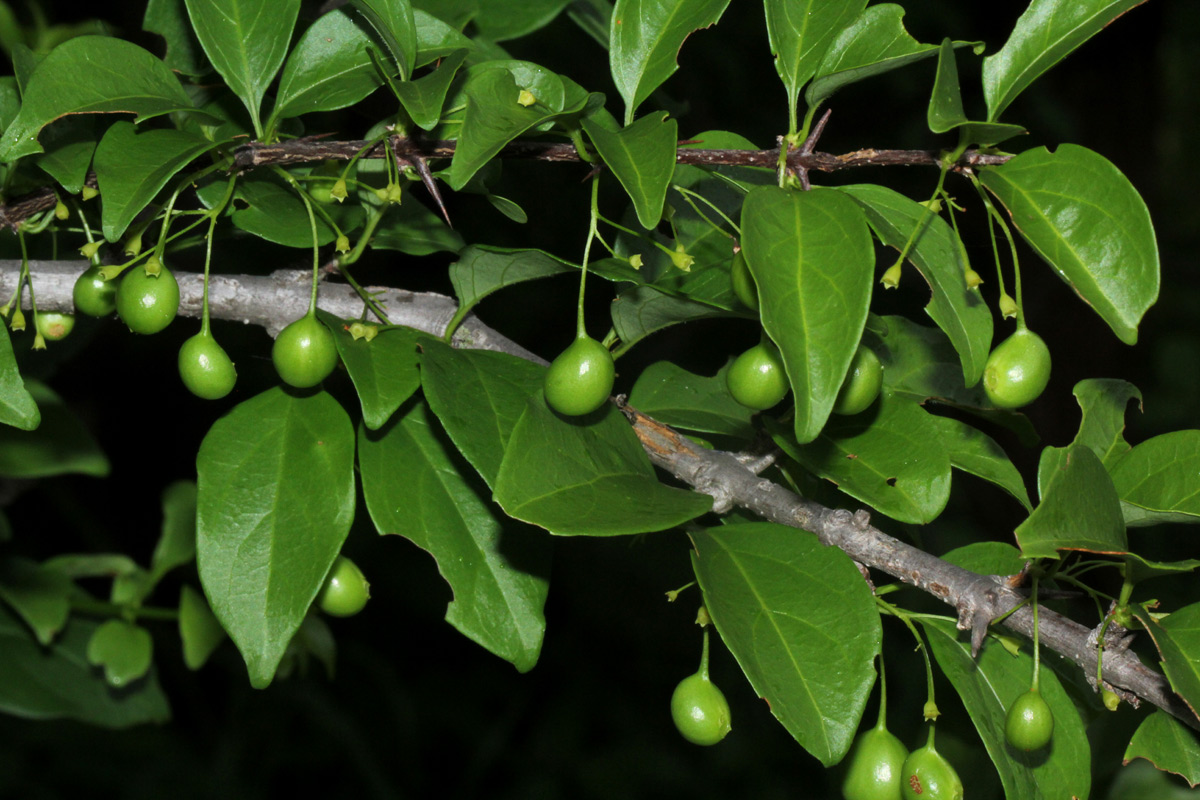 Canthium glaucum subsp. frangula var. frangula