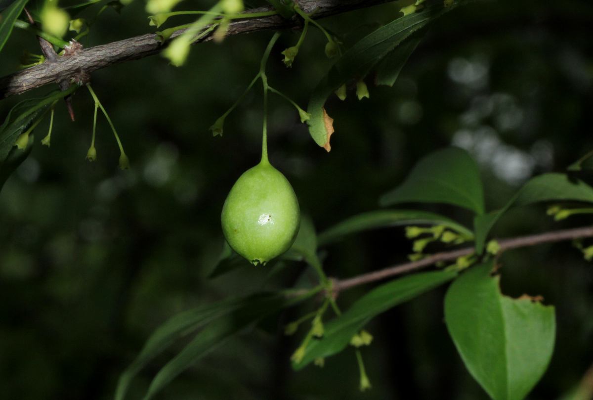 Canthium glaucum subsp. frangula var. frangula