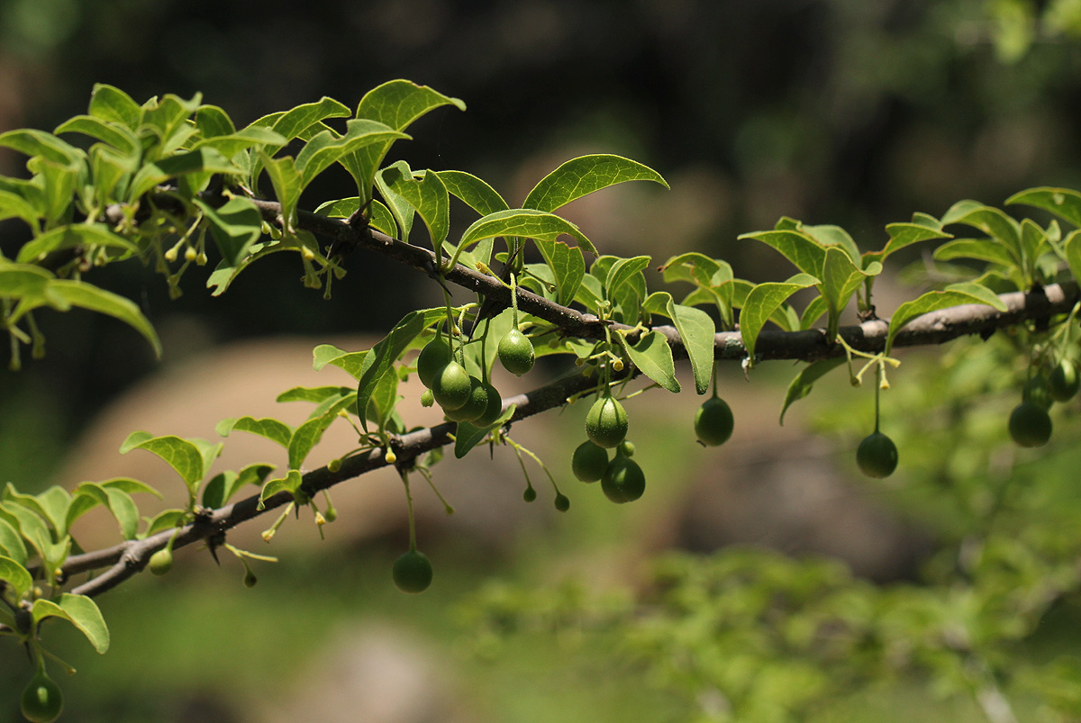 Canthium glaucum subsp. frangula var. pubescens Canthium glaucum subsp. frangula var. pubescens