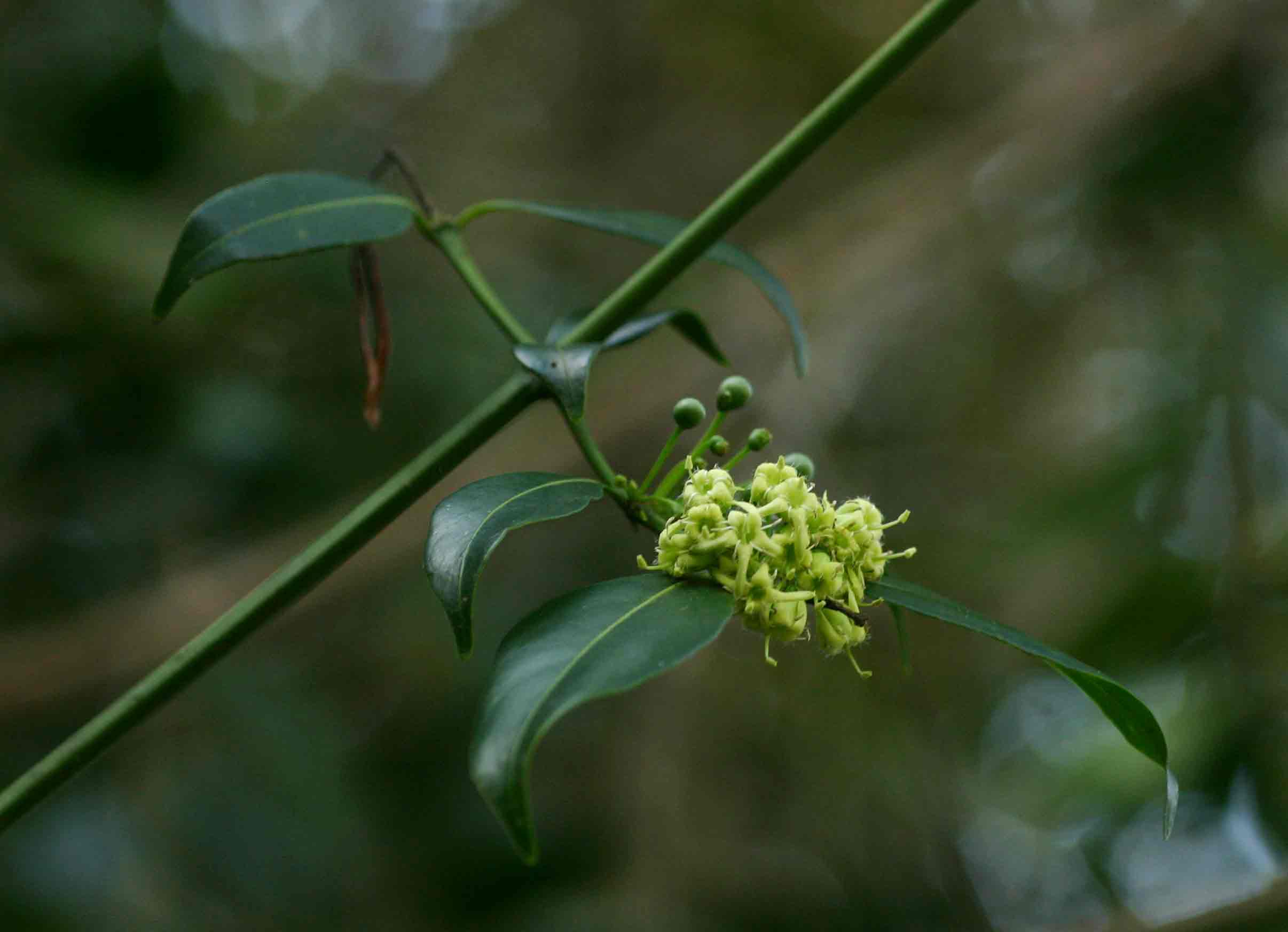 Psydrax kraussioides