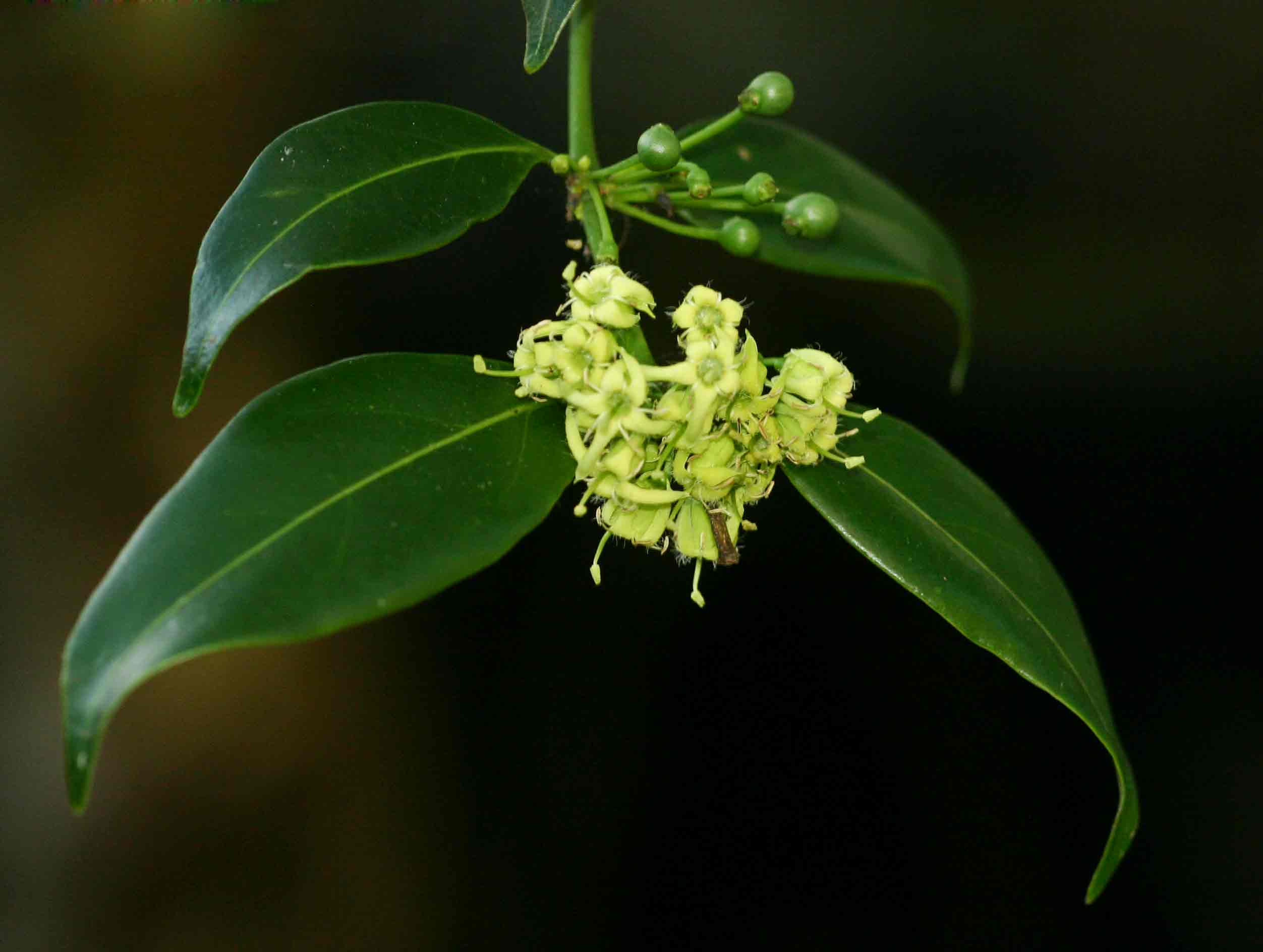 Psydrax kraussioides