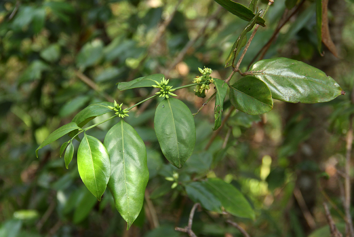 Psydrax kraussioides