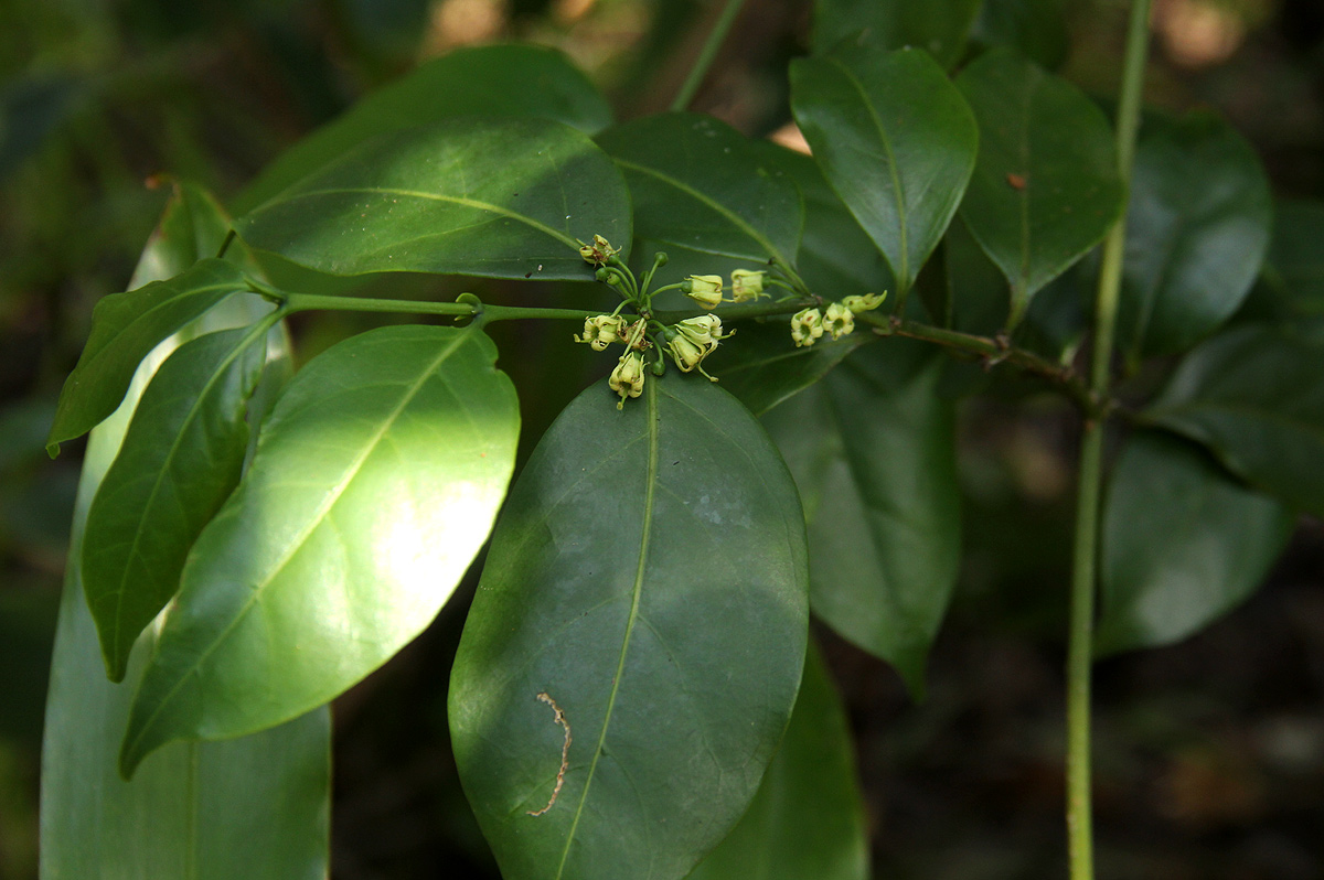 Psydrax kraussioides