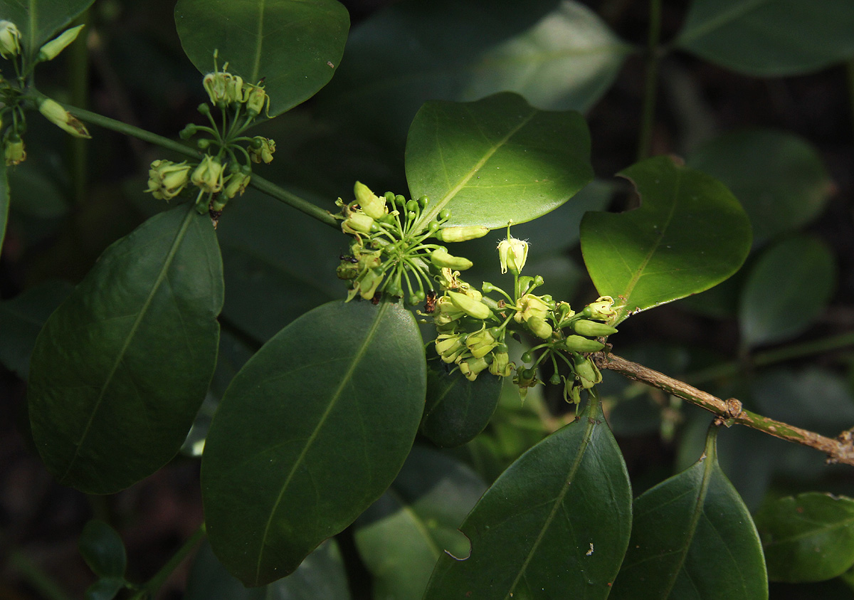Psydrax kraussioides