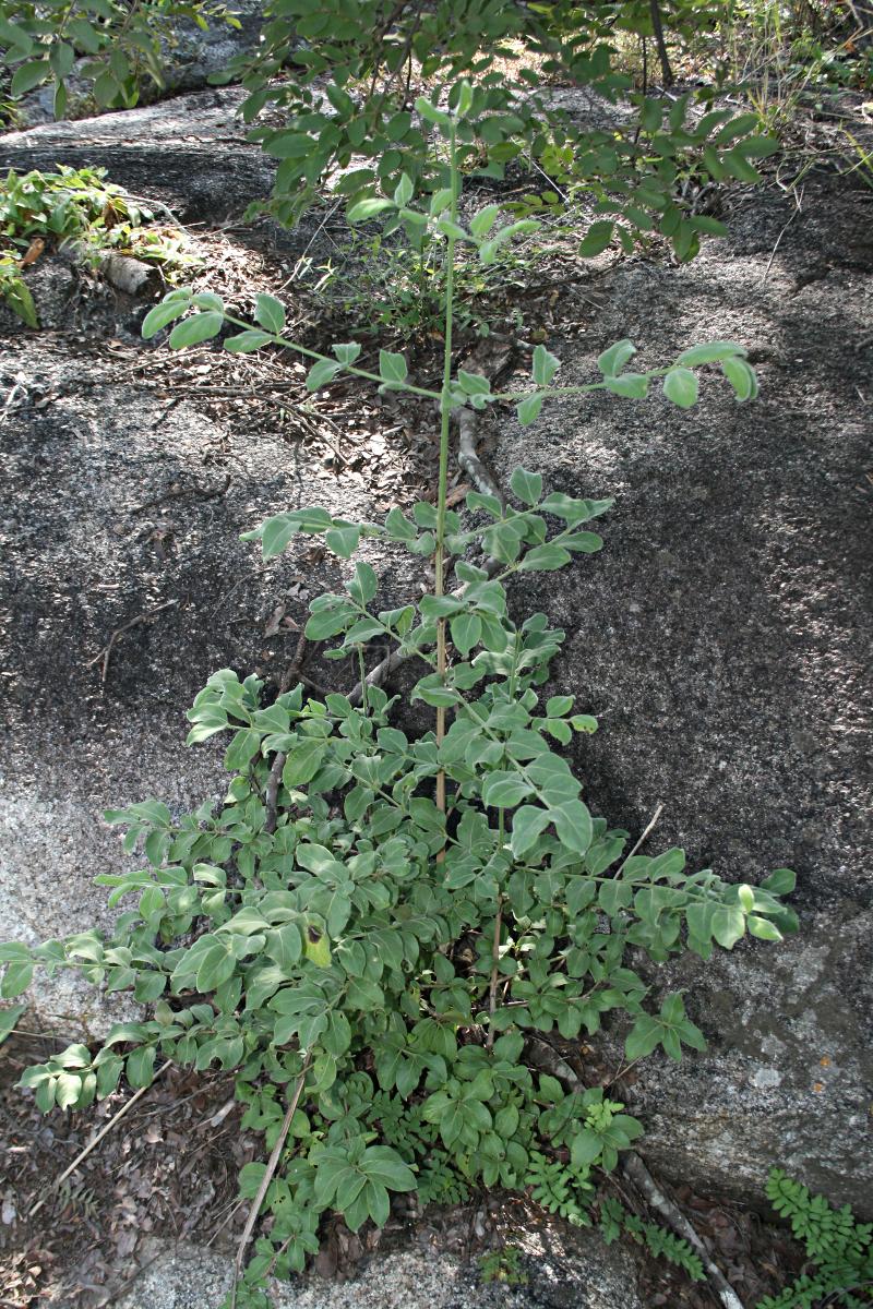 Psydrax livida Psydrax livida