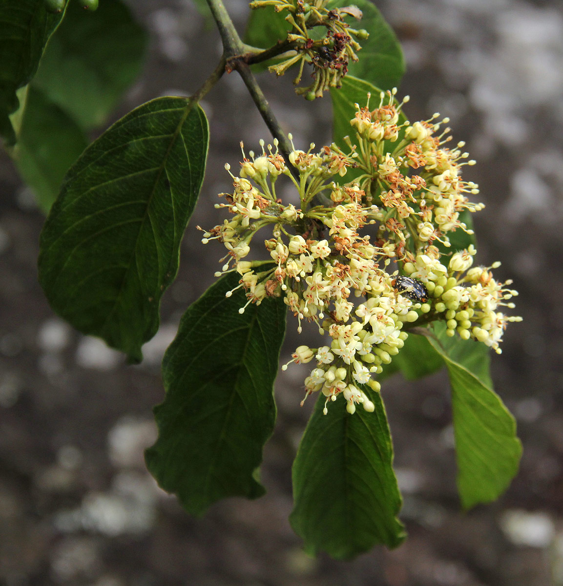 Keetia venosa Keetia venosa