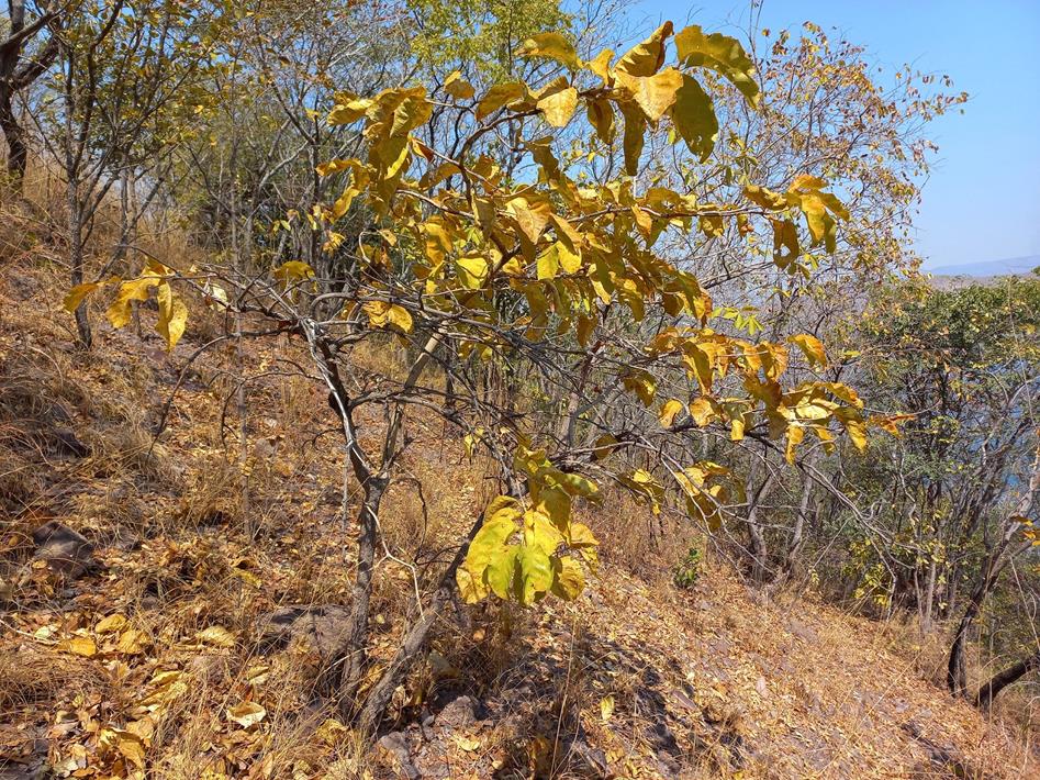 Multidentia crassa var. crassa