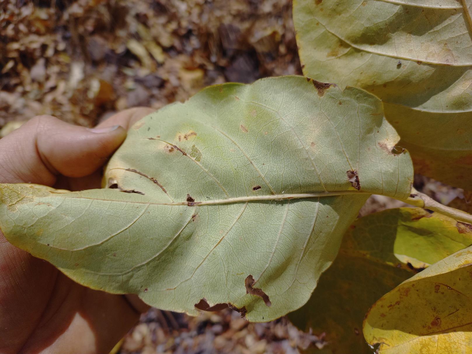 Multidentia crassa var. crassa Multidentia crassa var. crassa