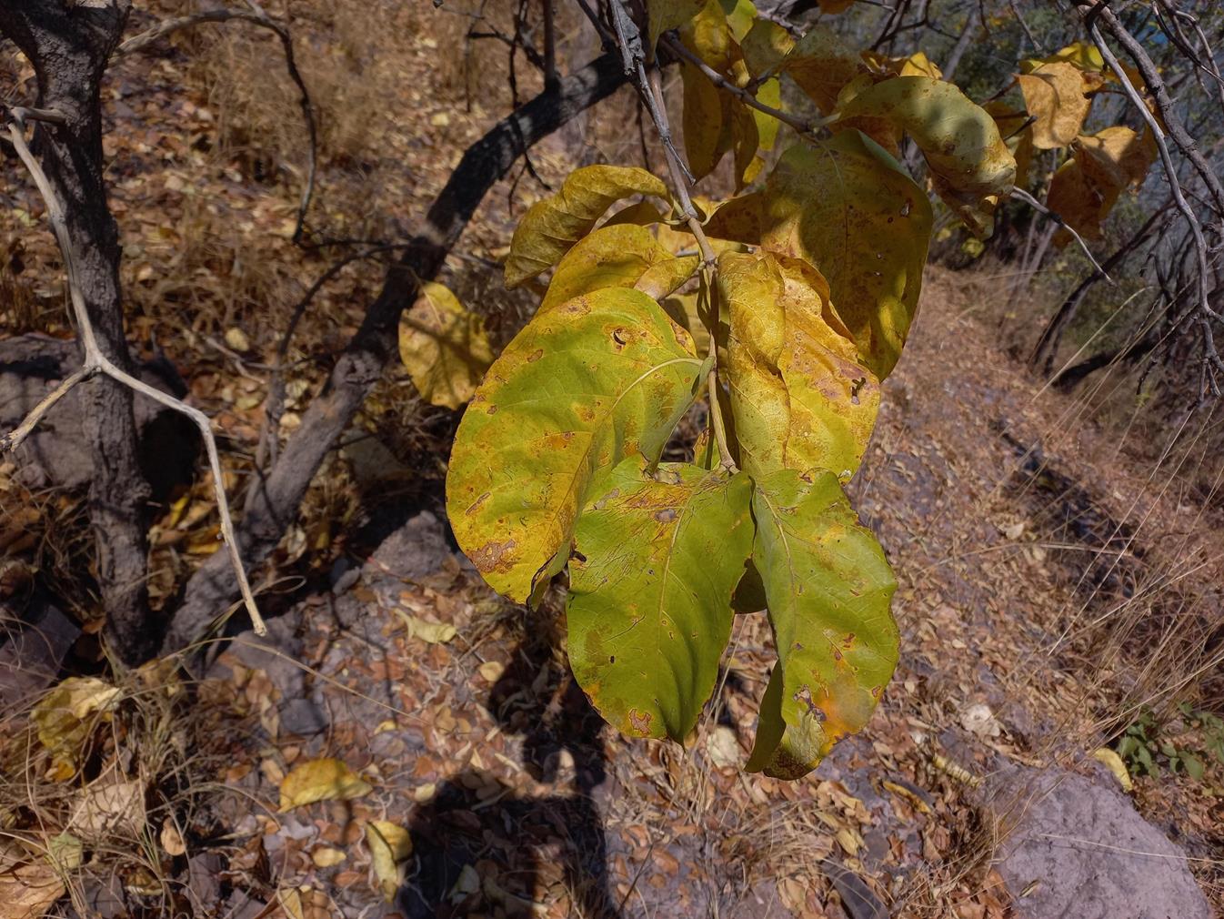 Multidentia crassa var. crassa