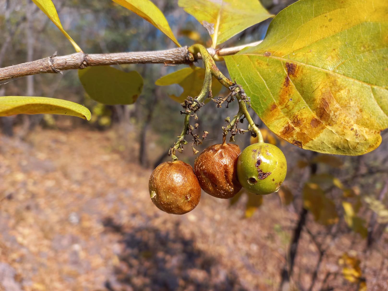 Multidentia crassa var. crassa