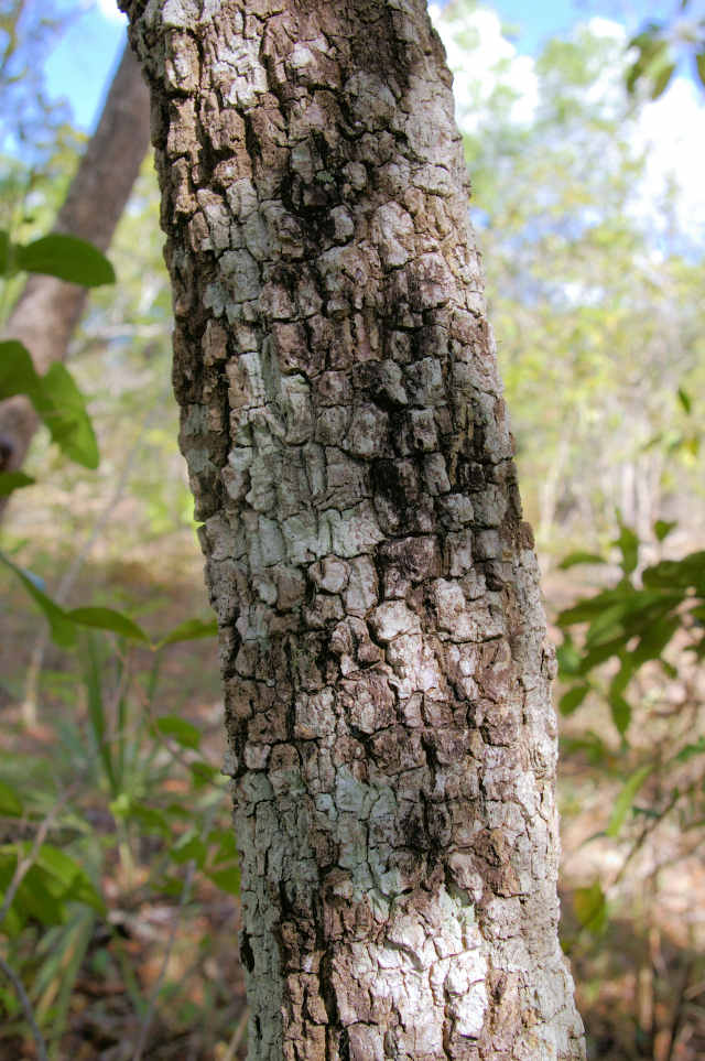 Craterispermum schweinfurthii