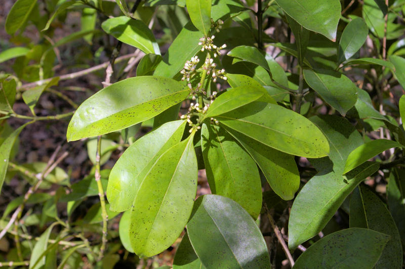 Craterispermum schweinfurthii