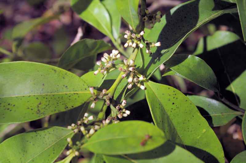 Craterispermum schweinfurthii