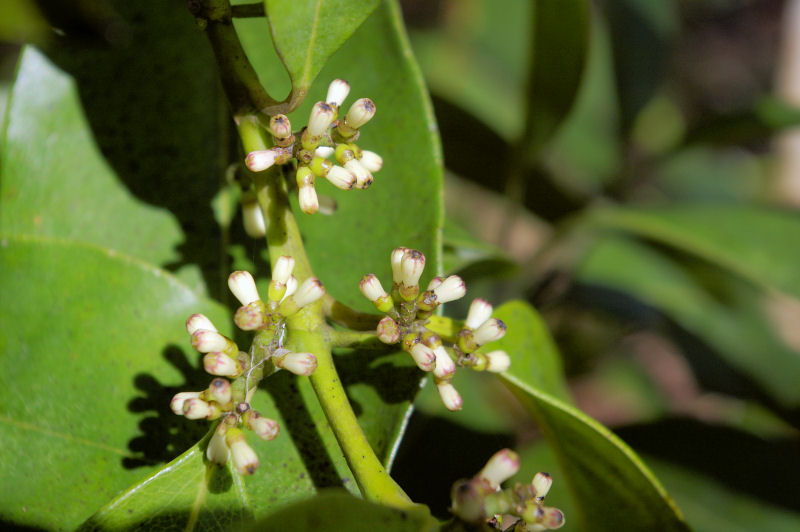 Craterispermum schweinfurthii