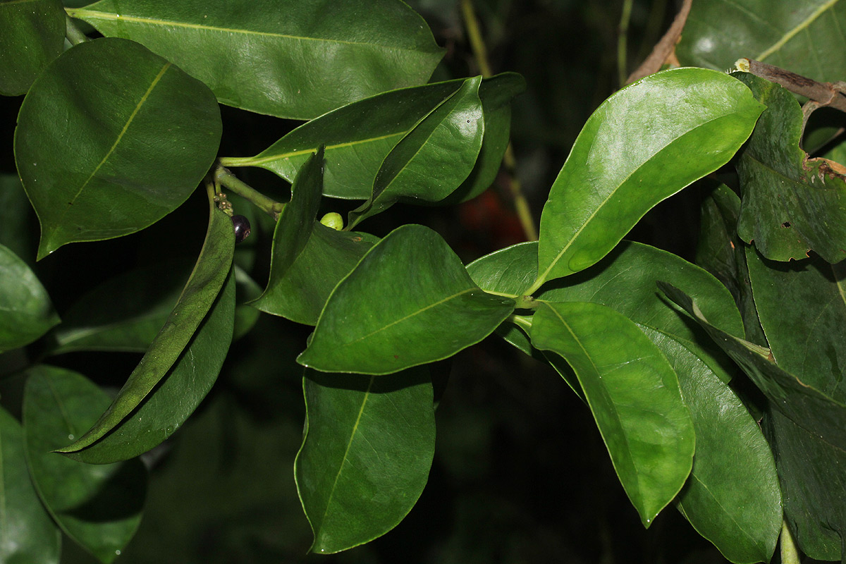 Craterispermum schweinfurthii