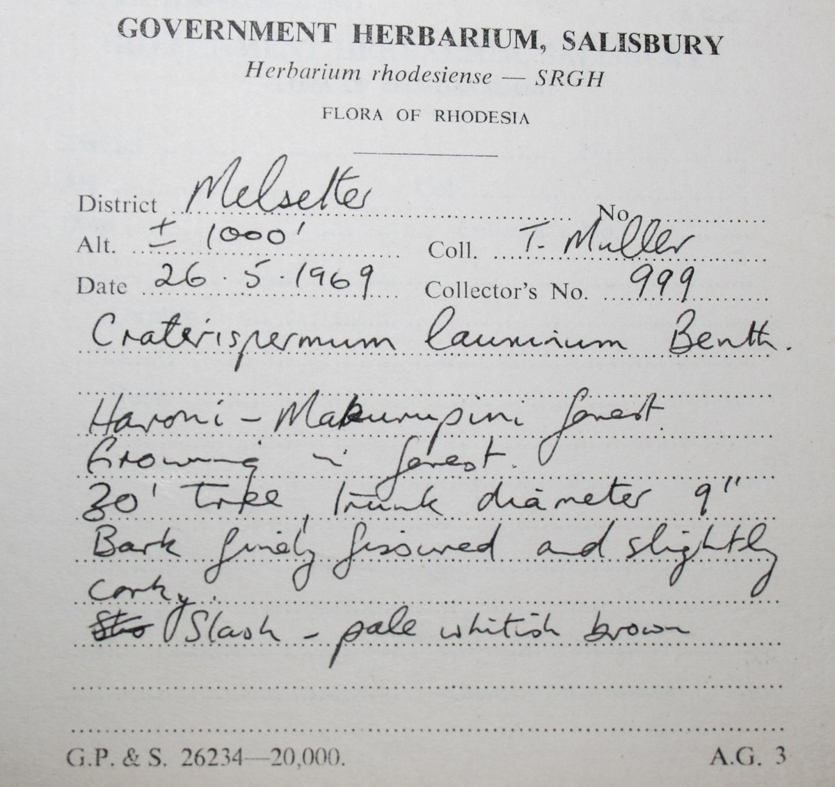 Craterispermum schweinfurthii