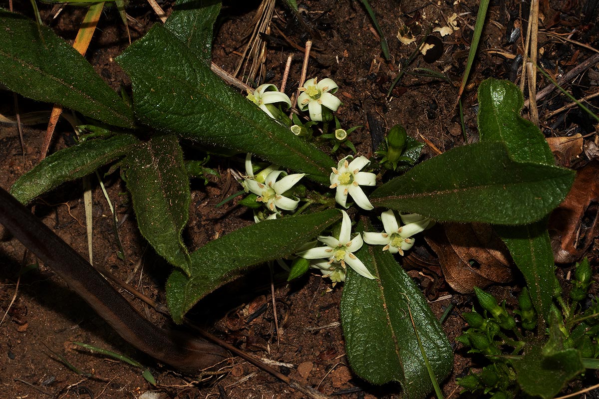 Vangueria pygmaea