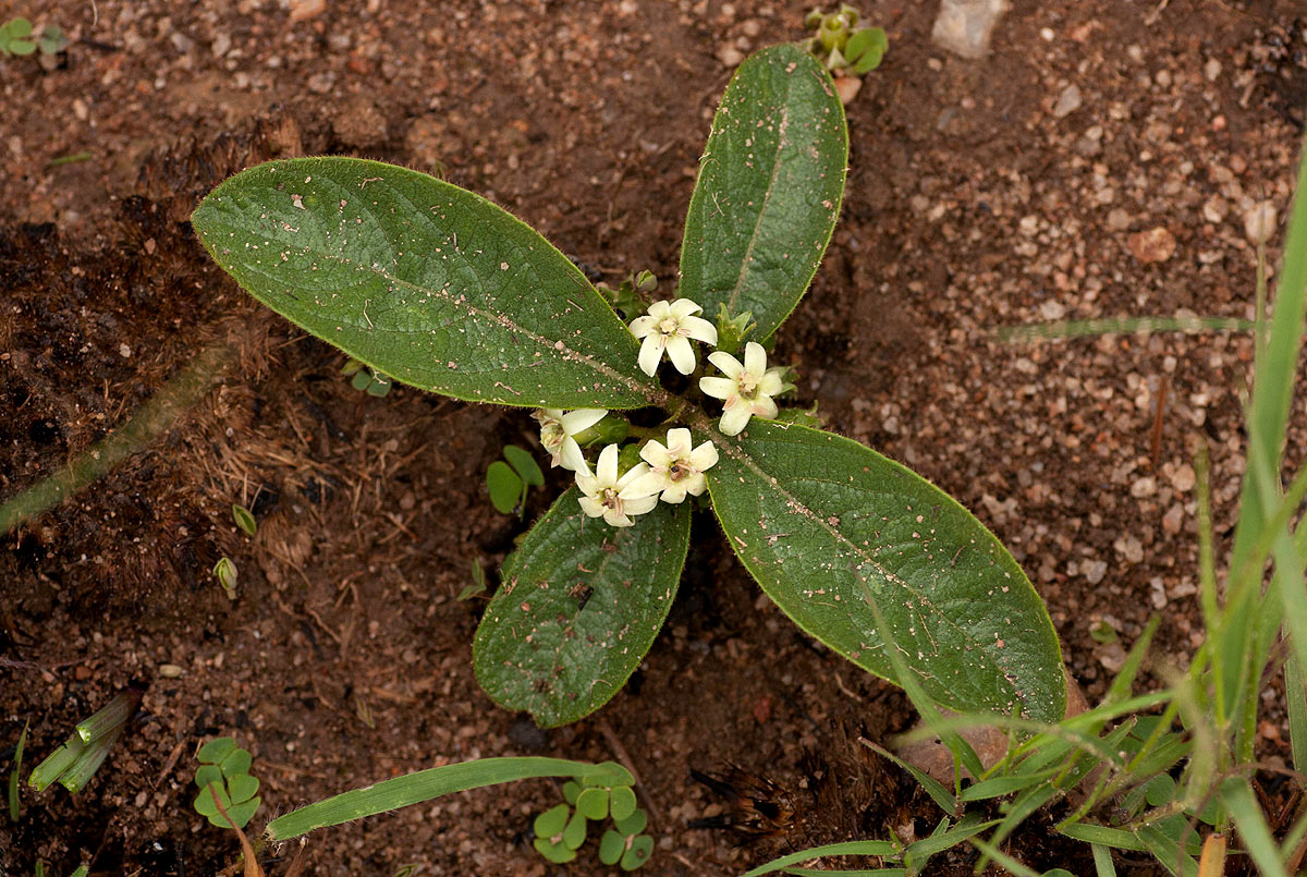 Vangueria pygmaea