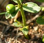 Fadogia stenophylla subsp. odorata
