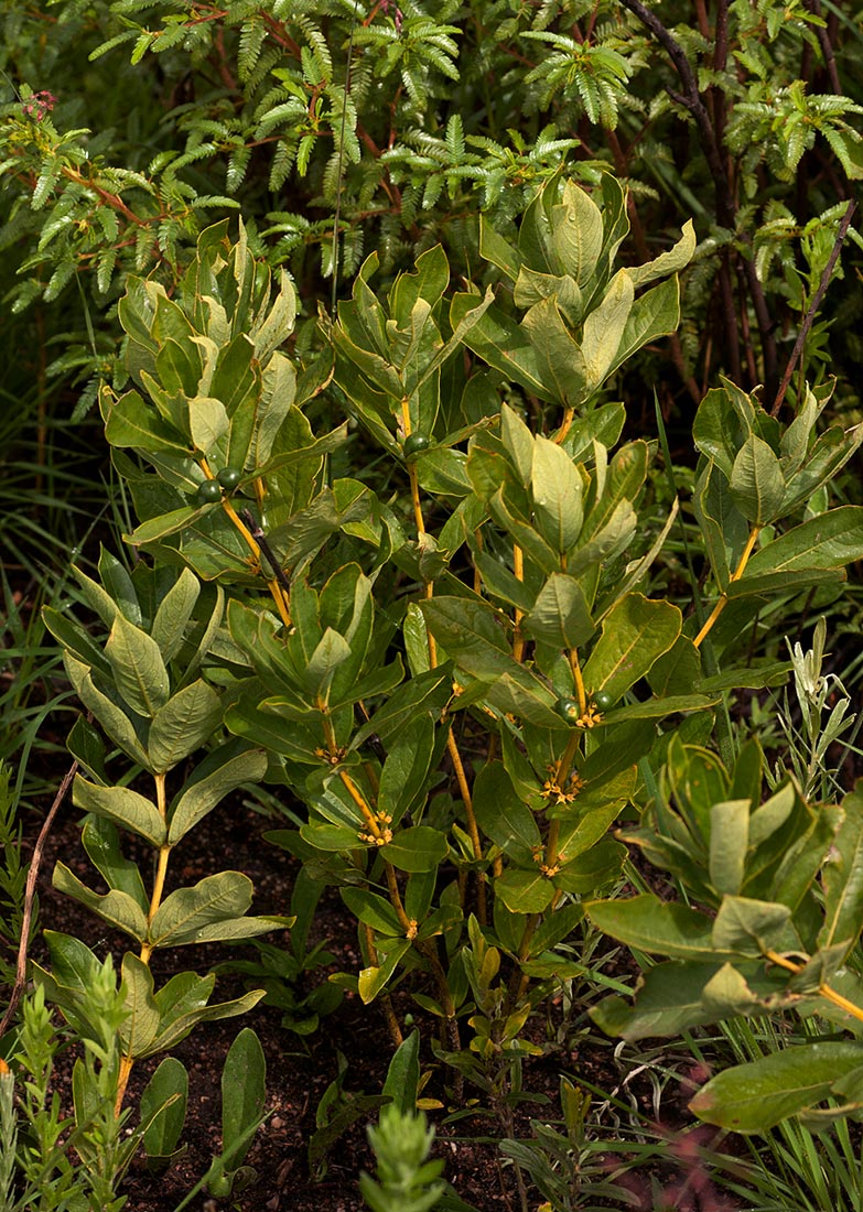 Fadogia tetraquetra var. tetraquetra