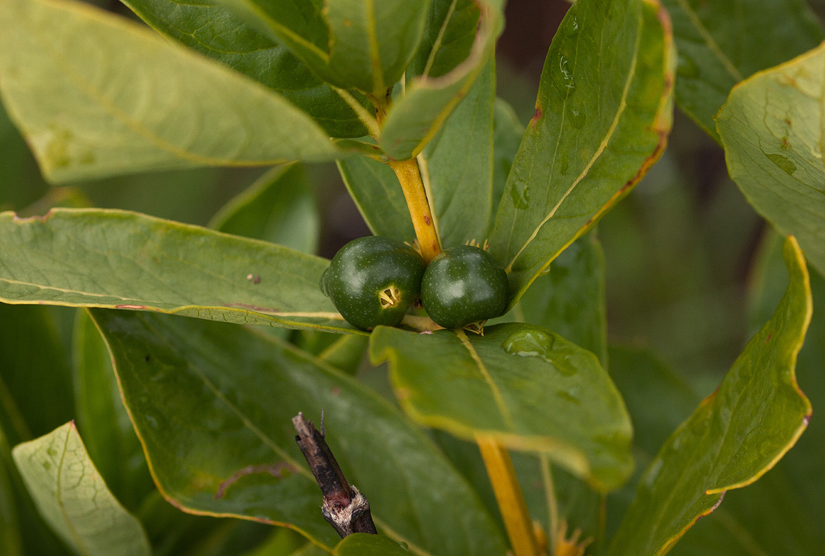 Fadogia tetraquetra var. tetraquetra