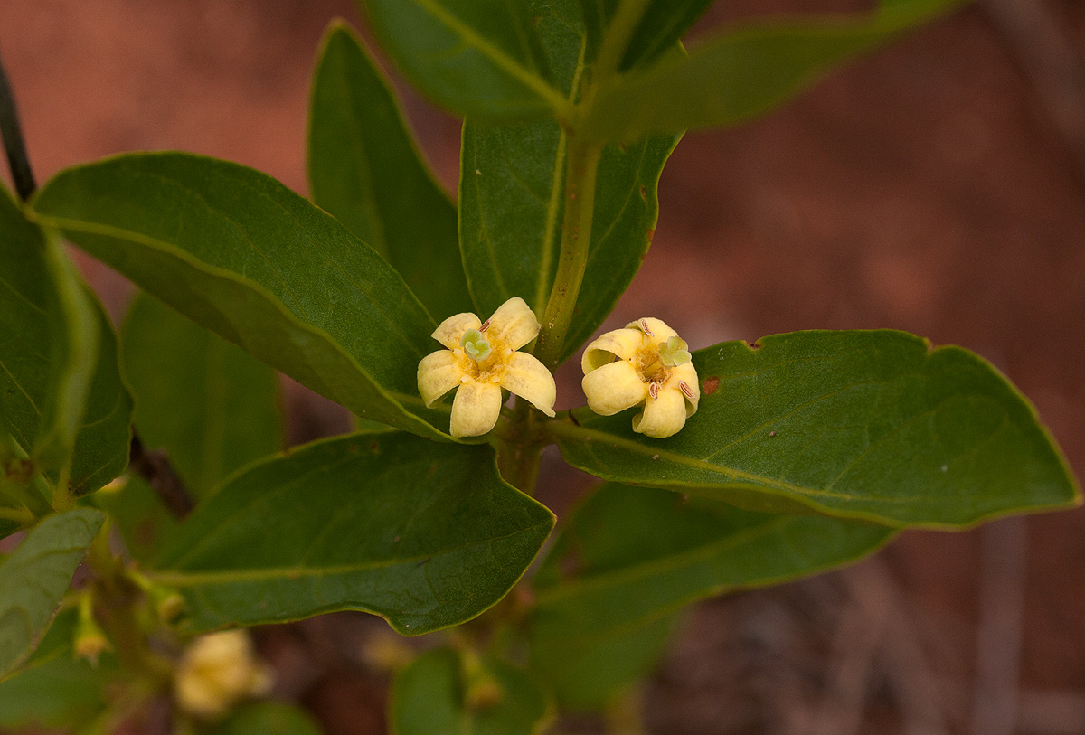 Fadogia tetraquetra var. tetraquetra