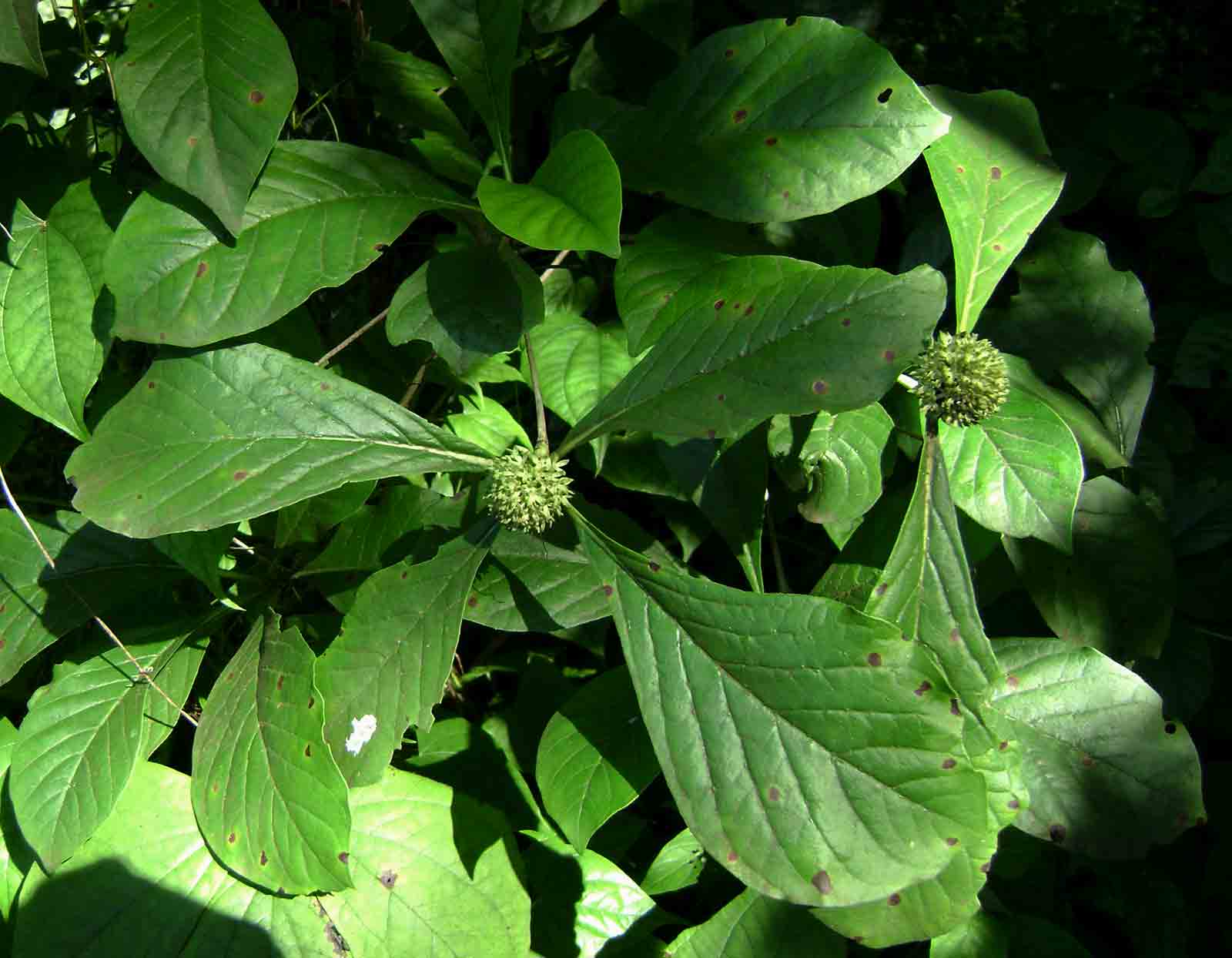 Pavetta cataractarum