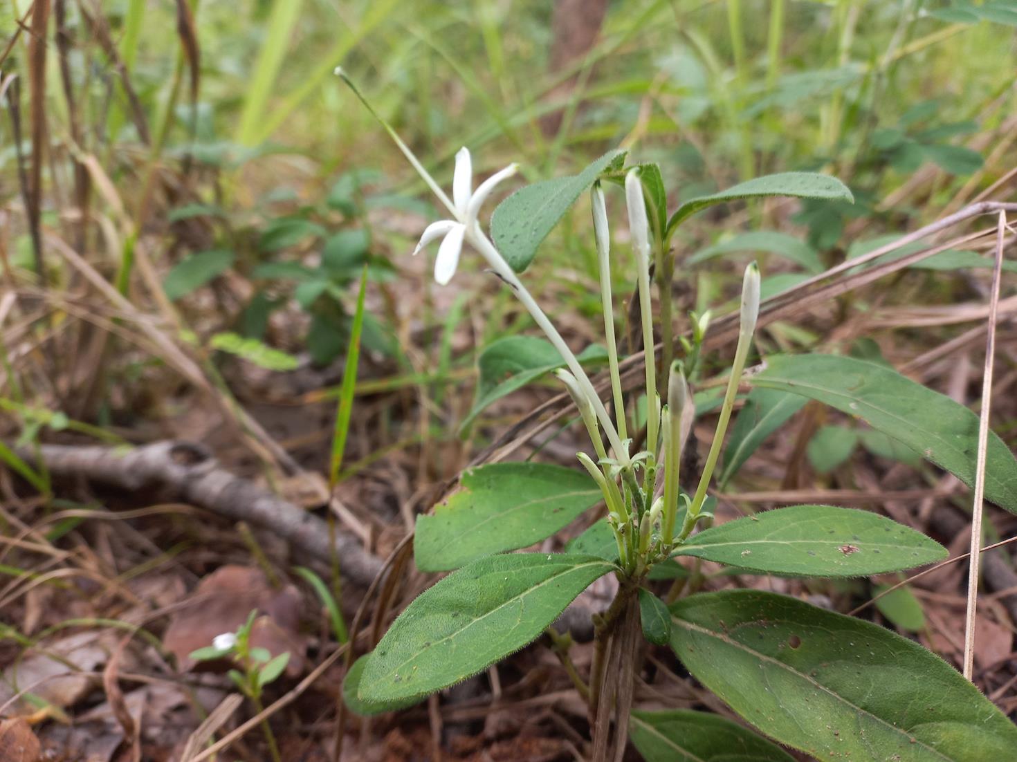 Pavetta radicans Pavetta radicans
