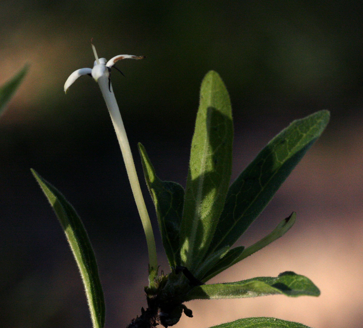Pavetta radicans Pavetta radicans