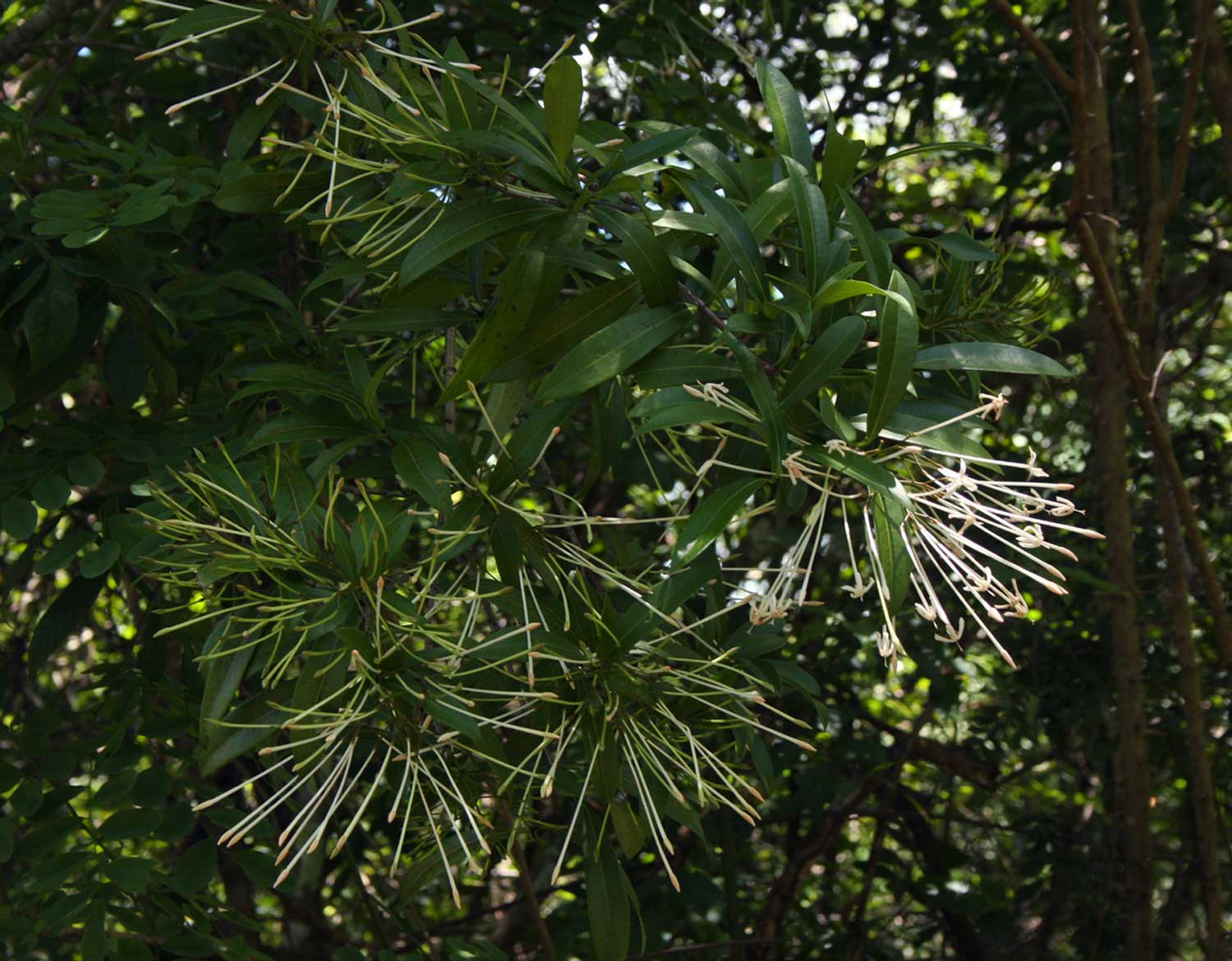 Ixora narcissodora Ixora narcissodora