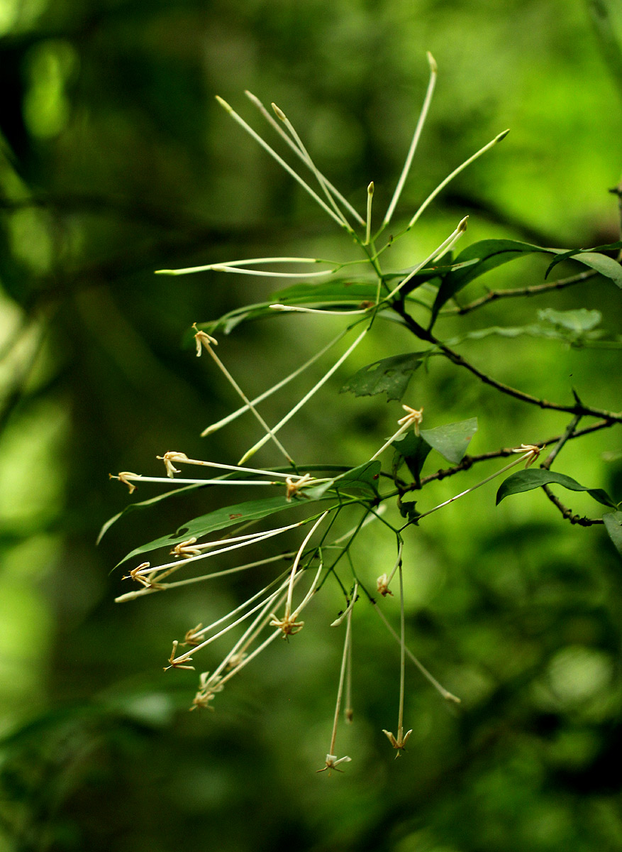 Ixora narcissodora