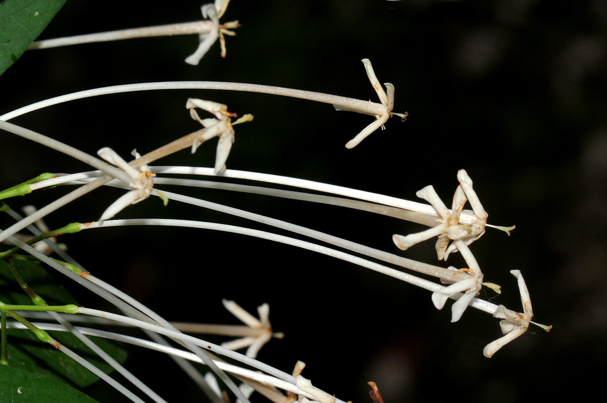 Ixora narcissodora