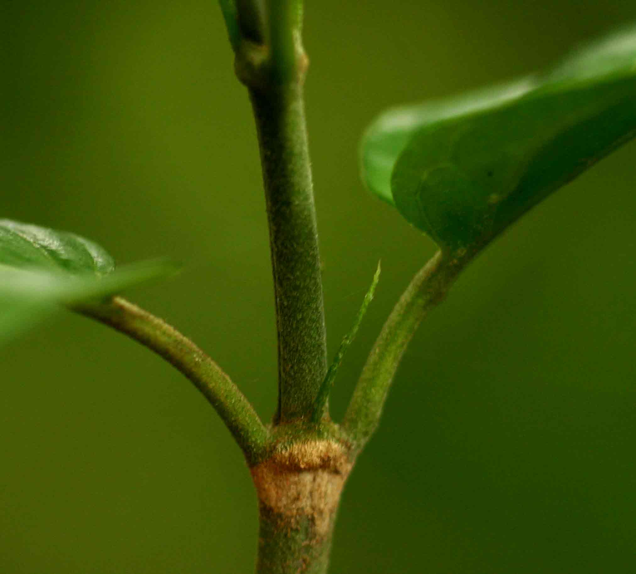 Rutidea fuscescens subsp. fuscescens