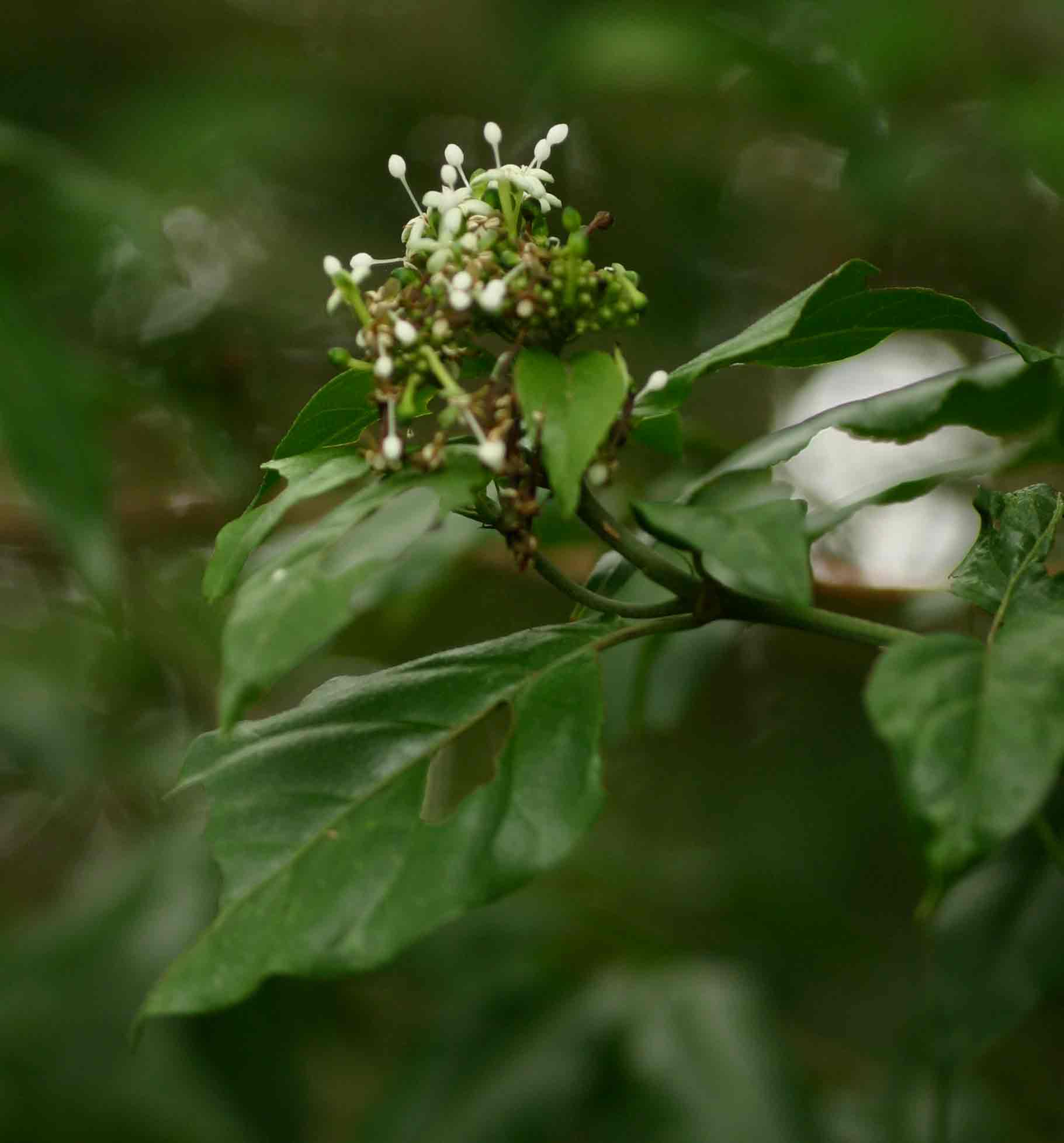 Rutidea fuscescens subsp. fuscescens