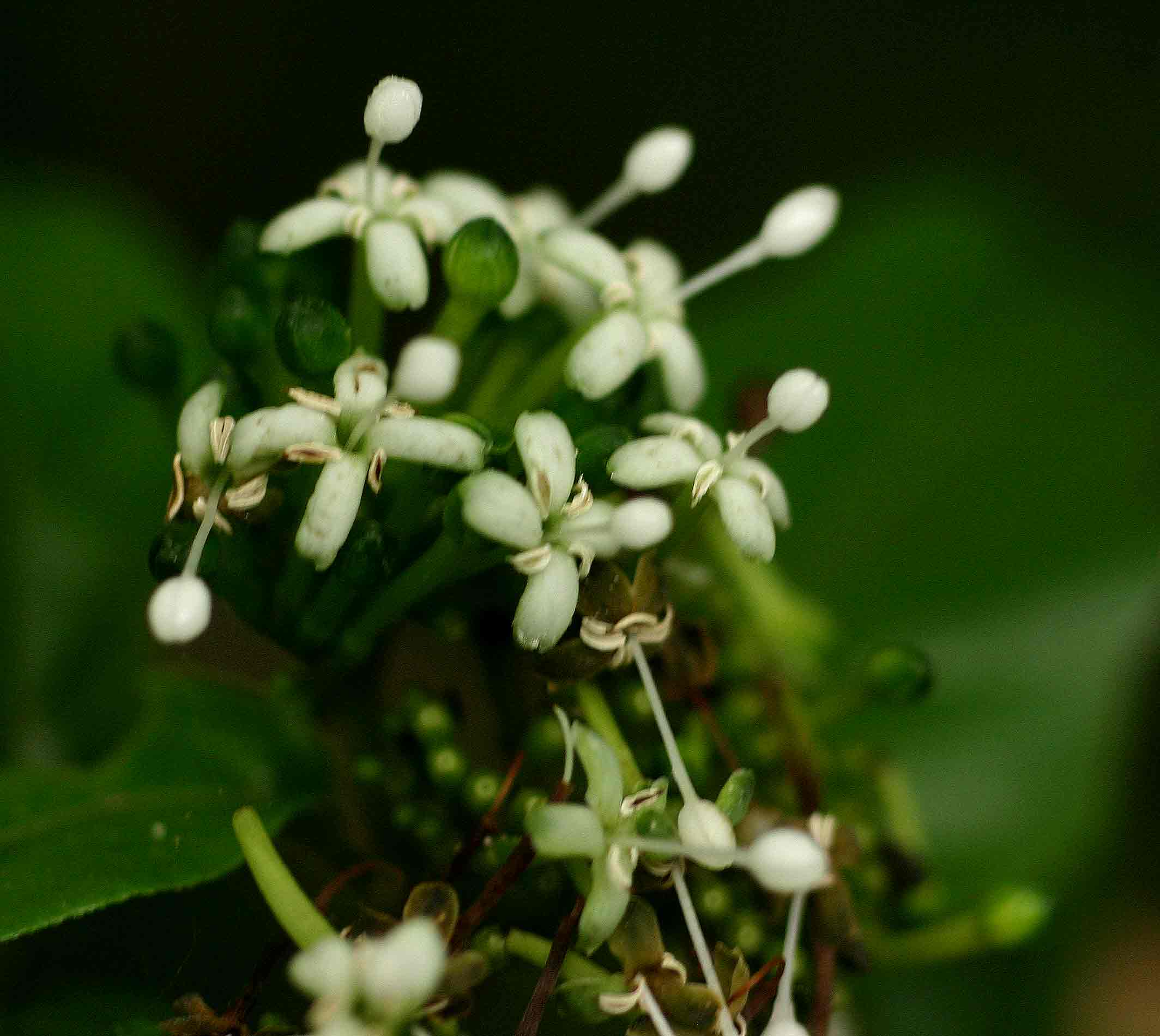 Rutidea fuscescens subsp. fuscescens