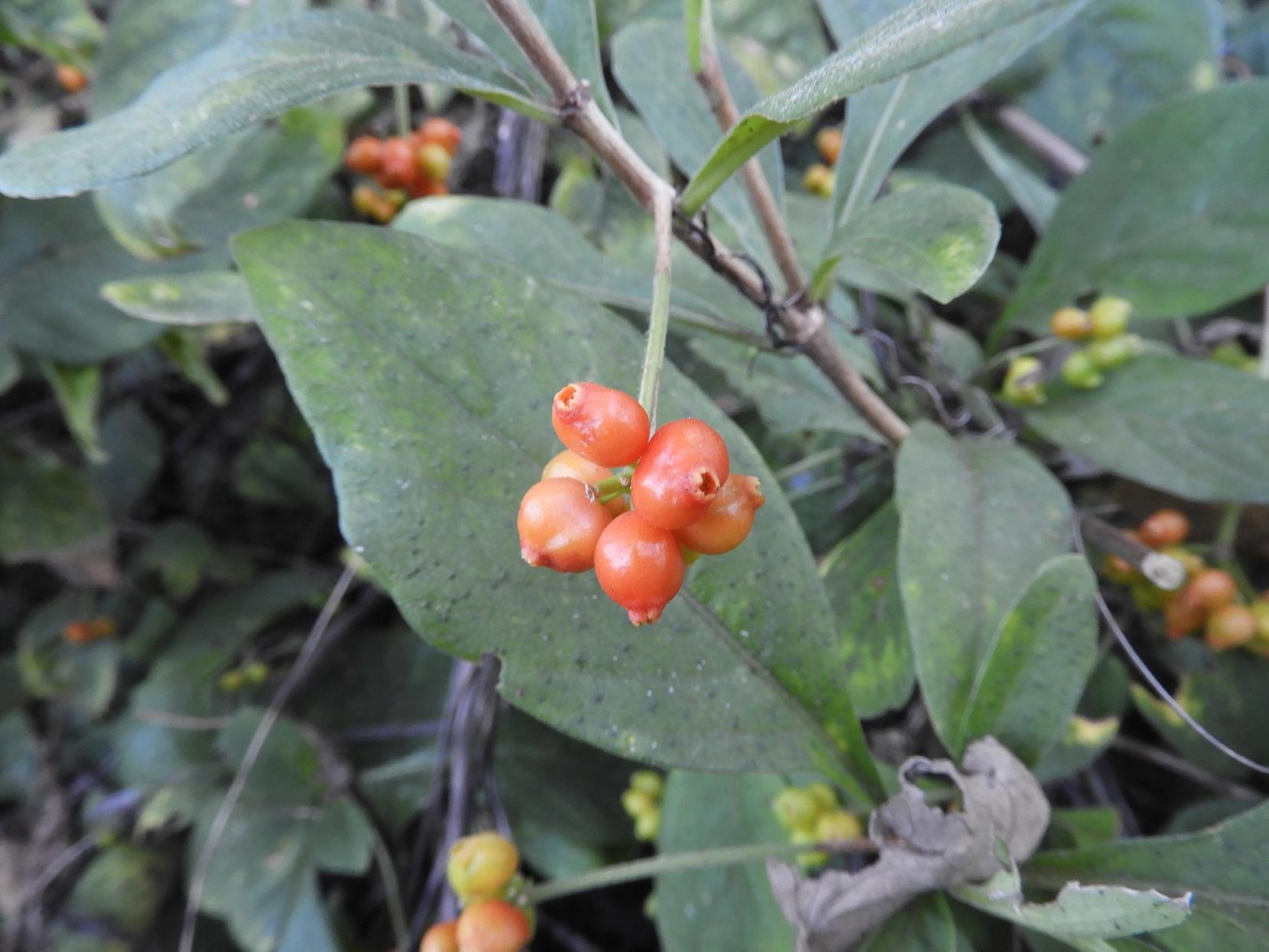 Psychotria kirkii