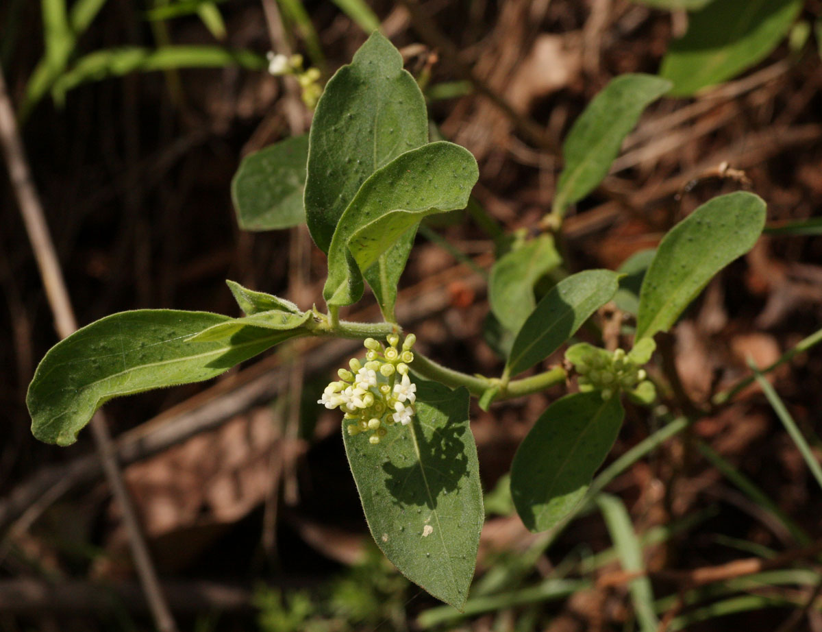 Psychotria kirkii