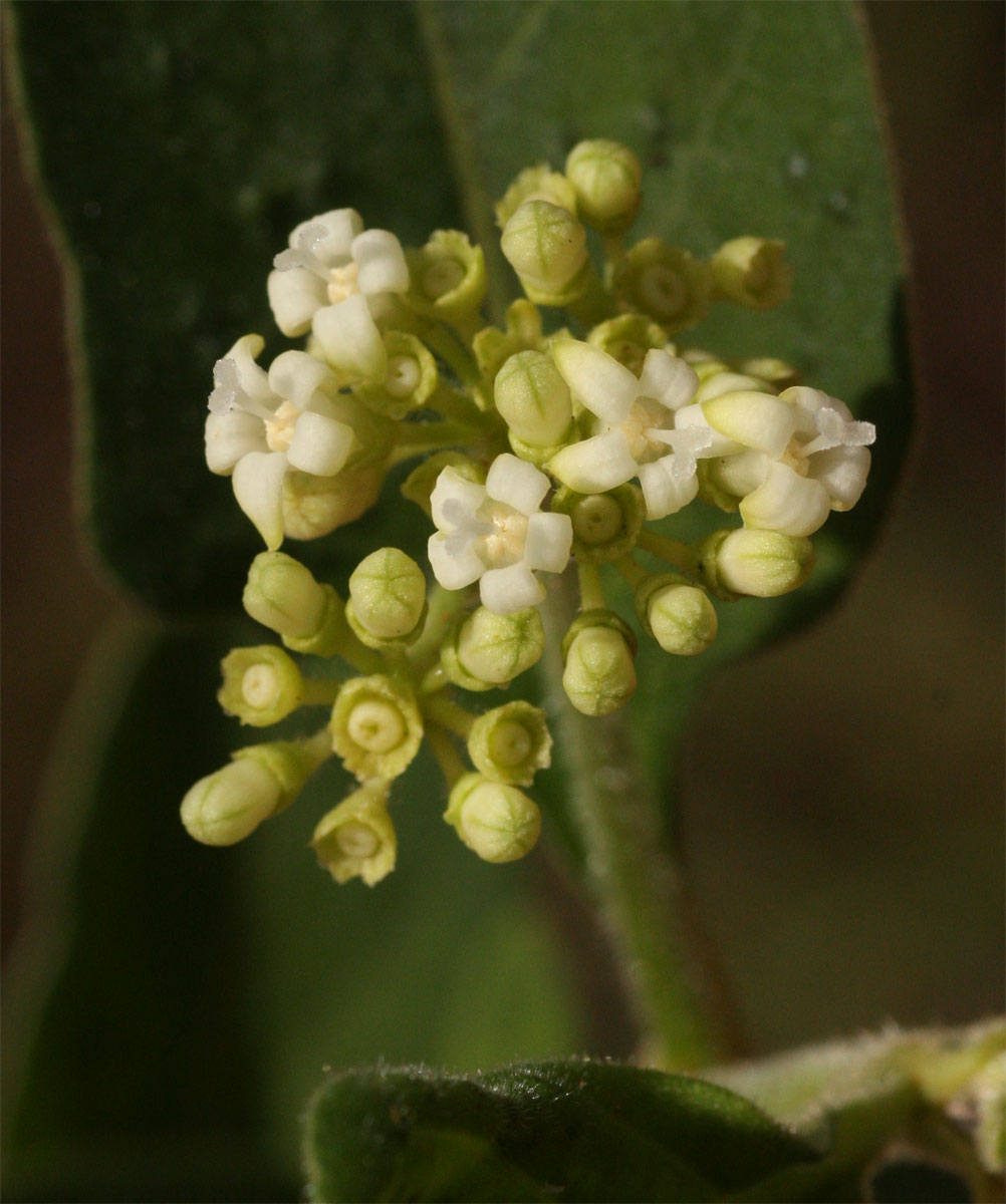 Psychotria kirkii