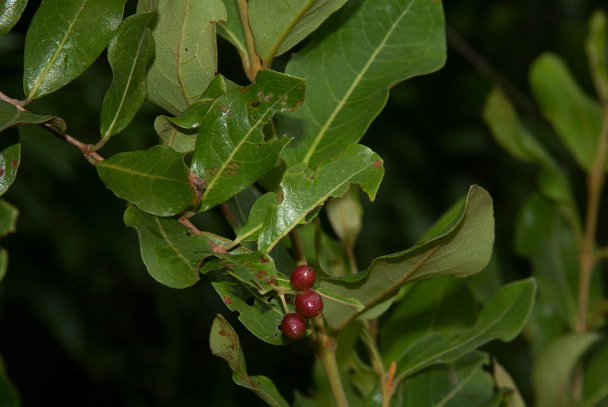 Psychotria mahonii