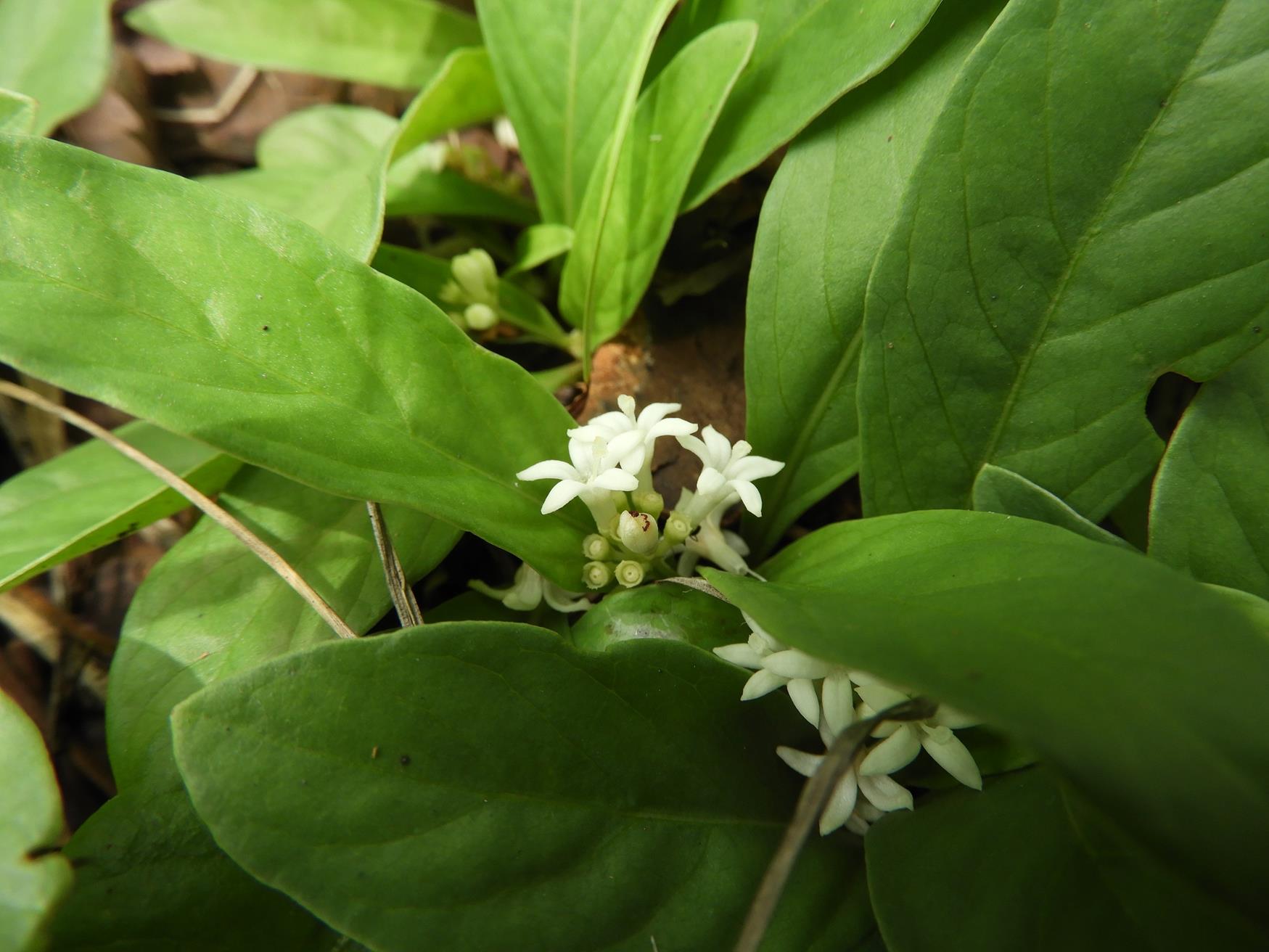 Psychotria pumila var. pumila Psychotria pumila var. pumila