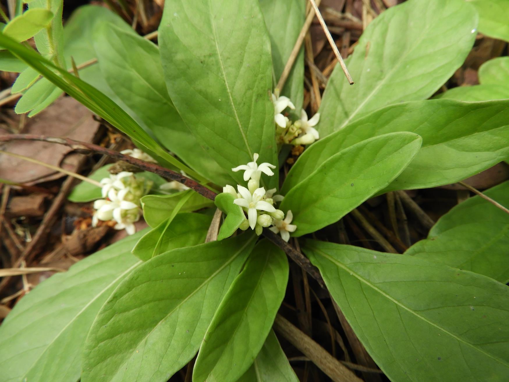 Psychotria pumila var. pumila Psychotria pumila var. pumila